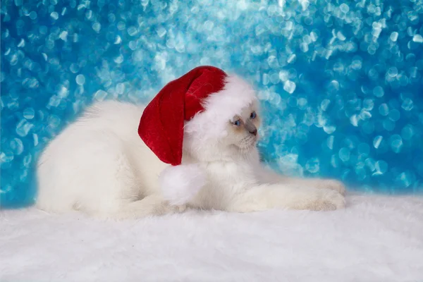 Cute little kitten wearing Santa Claus hat — Stock Photo, Image