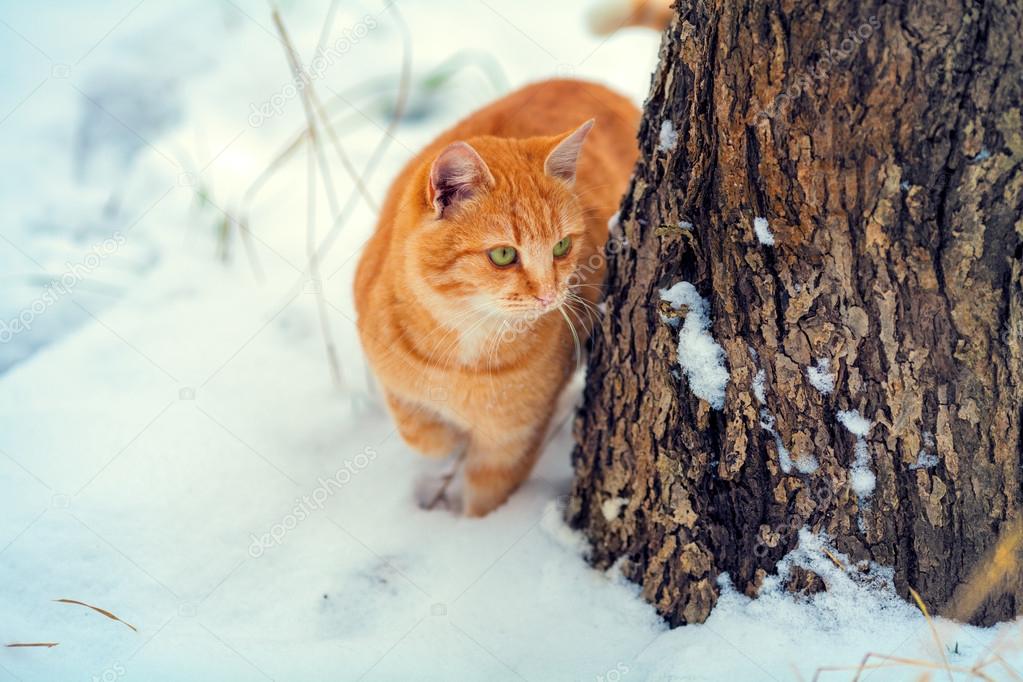 Cat in snow near tree