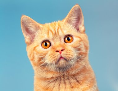 şirin kedi yavrusu portresi