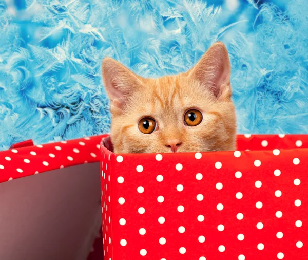 Gatinho bonito olhar para fora da caixa de presente vermelho — Fotografia de Stock