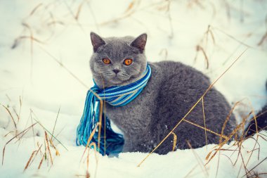 kedi giyim eşarp