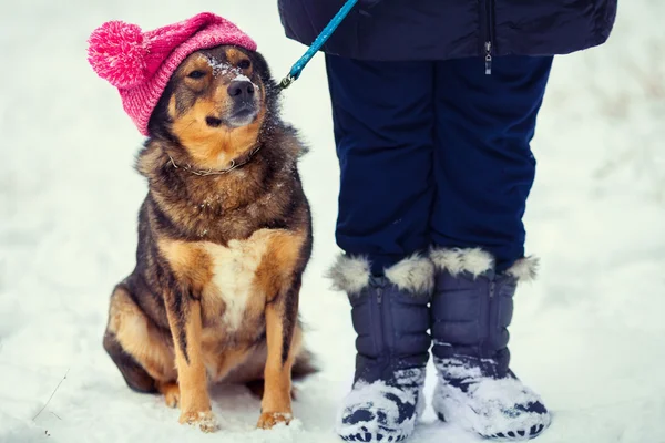 Cane che indossa un cappello al ginocchio con pompon — Foto Stock