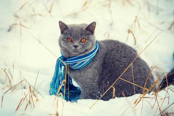 Gatto che indossa sciarpa — Foto Stock