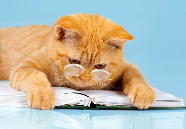 şirin iş kedi