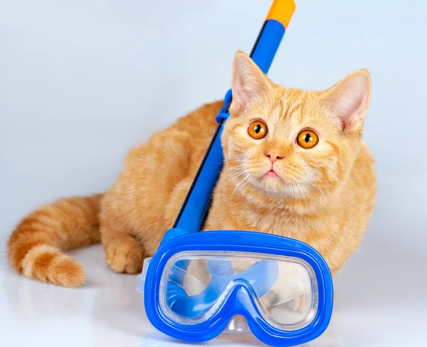 Lindo gato rojo acostado con snorkel — Foto de Stock
