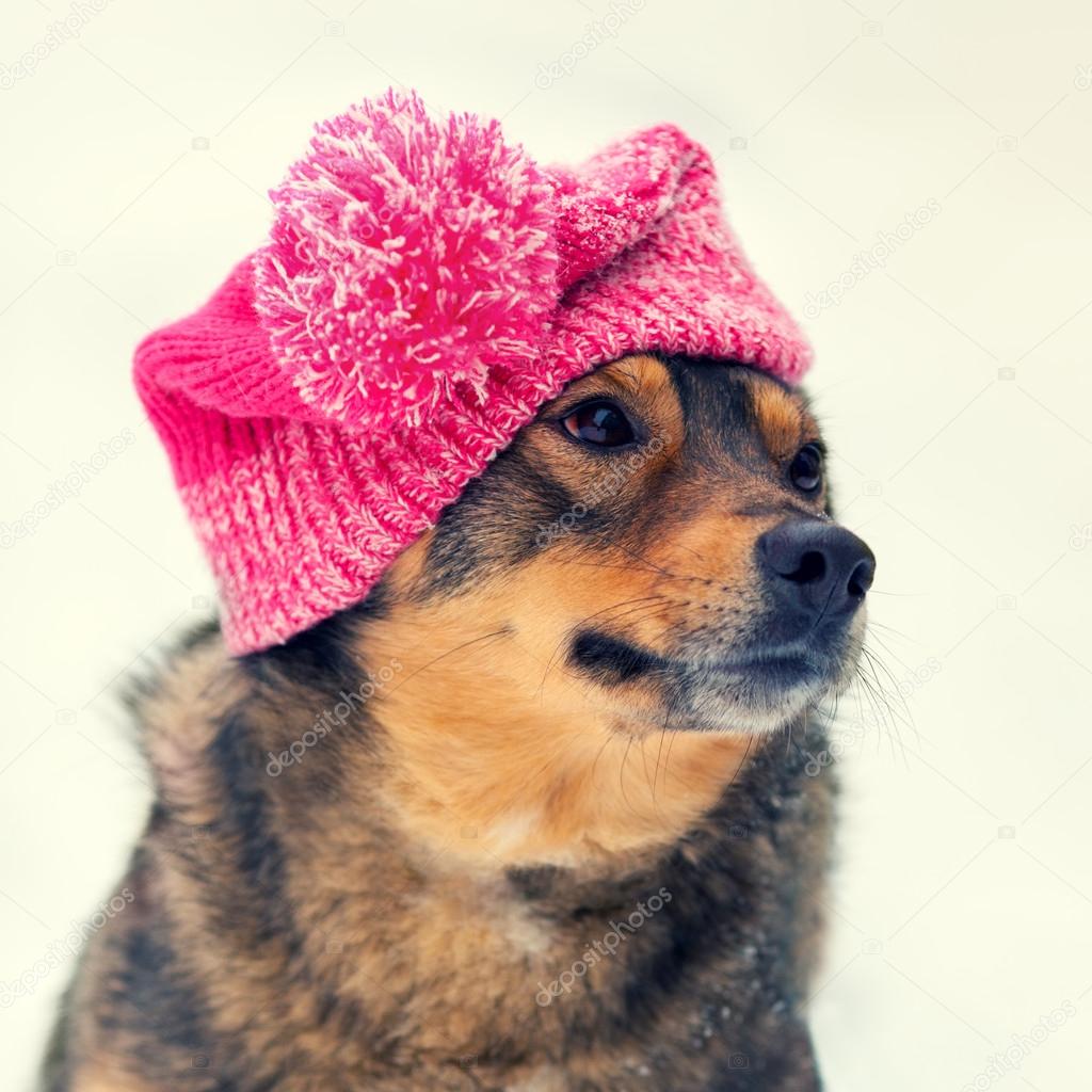 Dog wearing knee hat with pompom