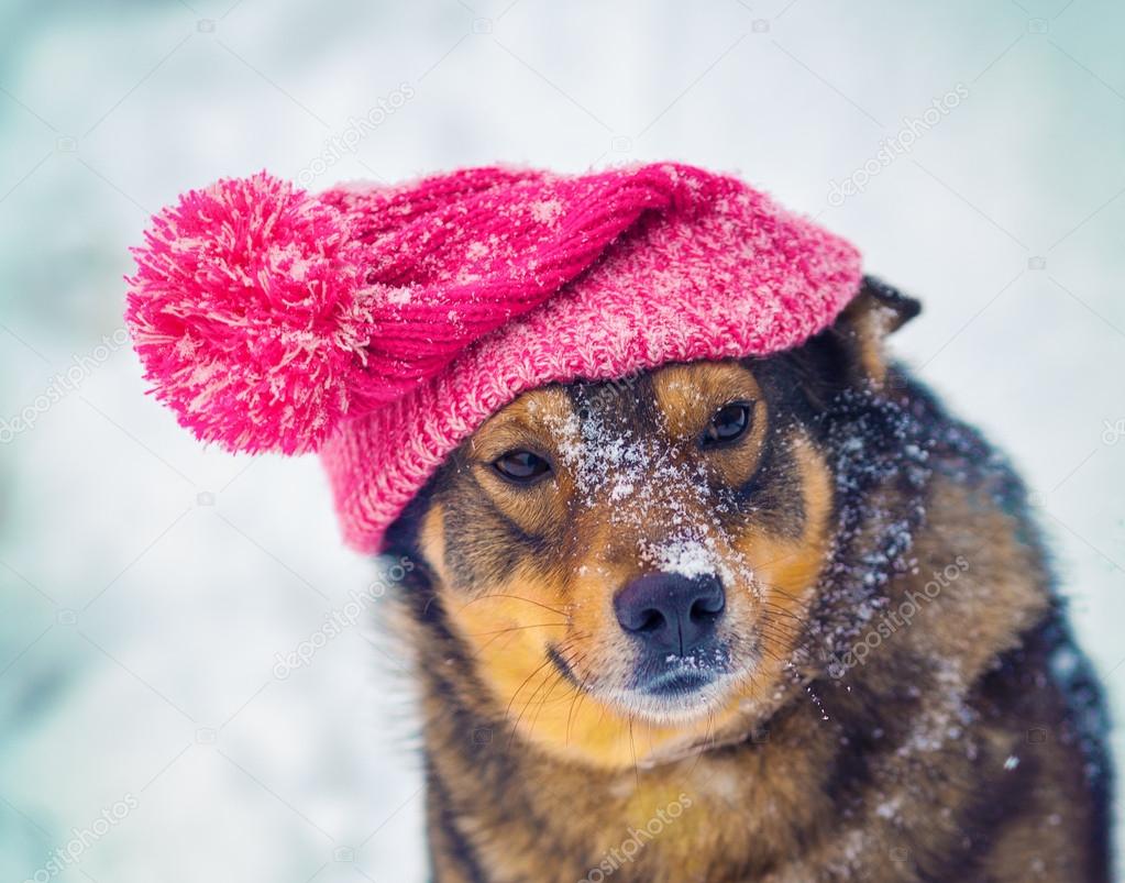 Dog wearing knee hat with pompom
