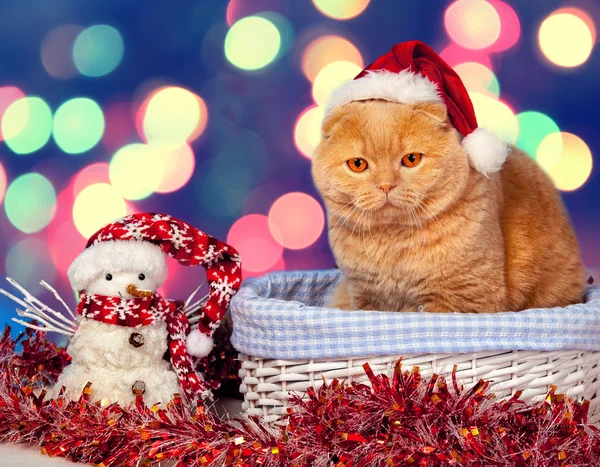 Vánoční dovolená cat — Stock fotografie