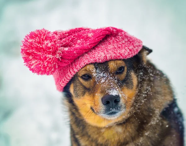 Rasowe pies w kapeluszu — Zdjęcie stockowe