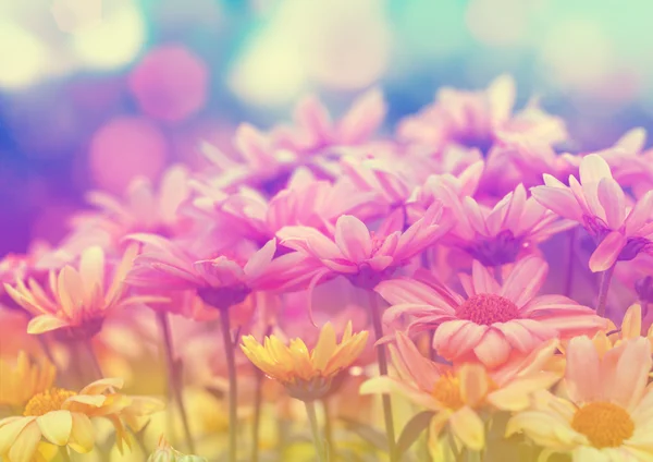 Kvetoucí květiny chamomiles — Stock fotografie