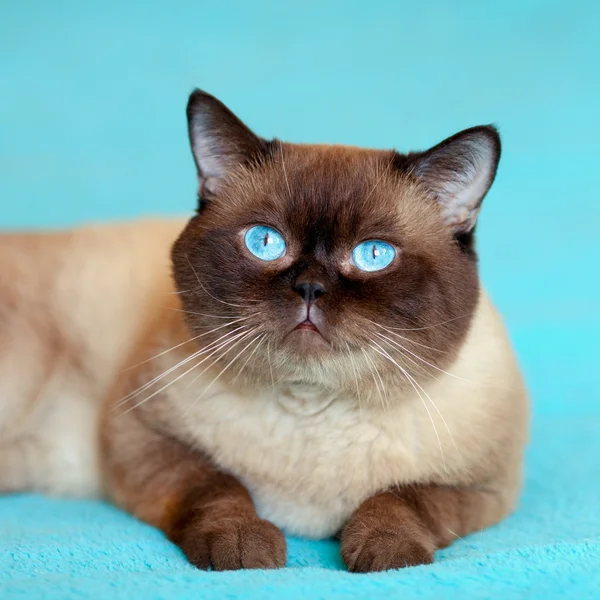 Siamese kat met blauwe ogen — Stockfoto