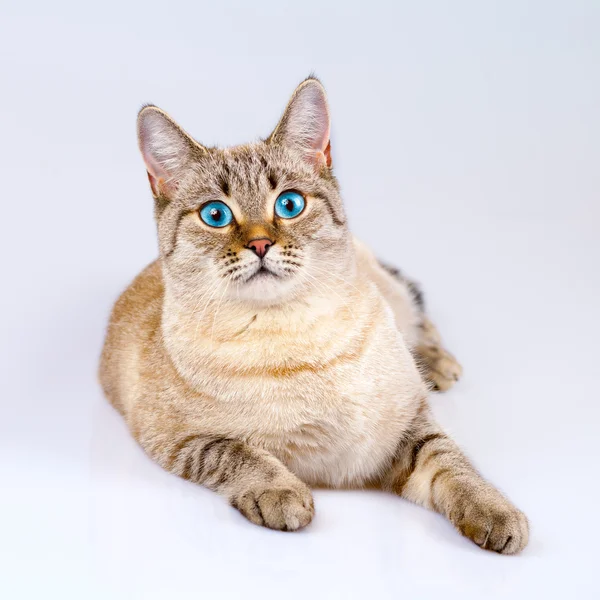 Gato com olhos azuis — Fotografia de Stock