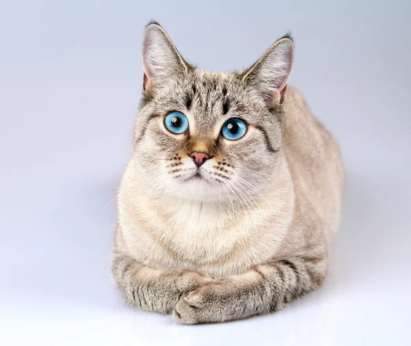 Cat with blue eyes — Stock Photo, Image