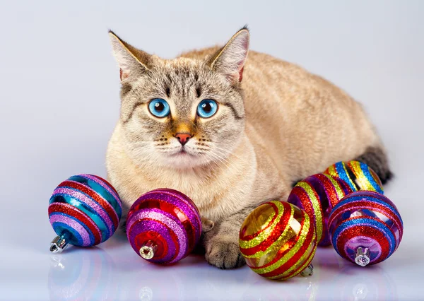 Vánoční dovolená cat — Stock fotografie