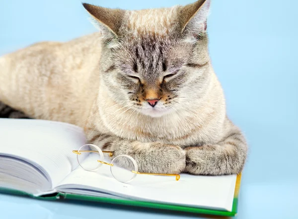 Kitap ile bilge kedi — Stok fotoğraf