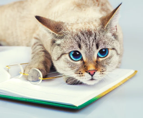 Gatto saggio con libro — Foto Stock