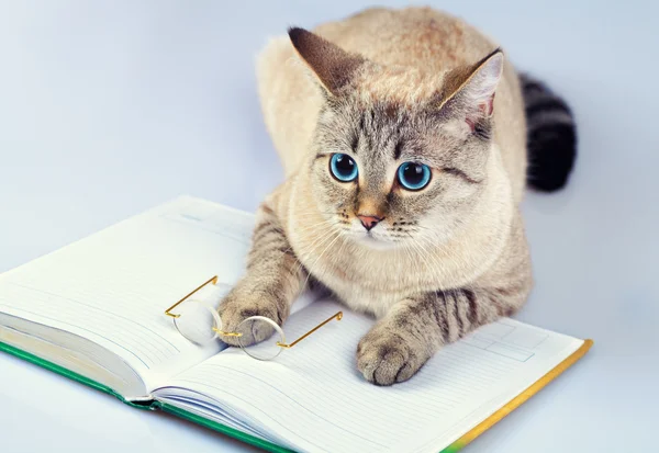 Gatto saggio con libro — Foto Stock