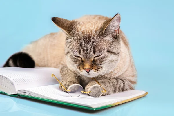 Moudrý kočka s knihou — Stock fotografie
