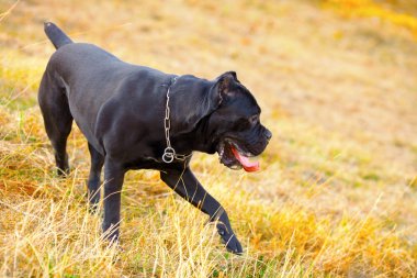 büyük siyah köpek