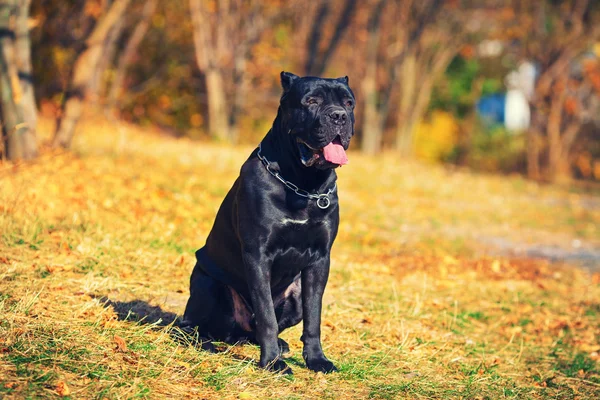 Grande cane nero — Foto Stock