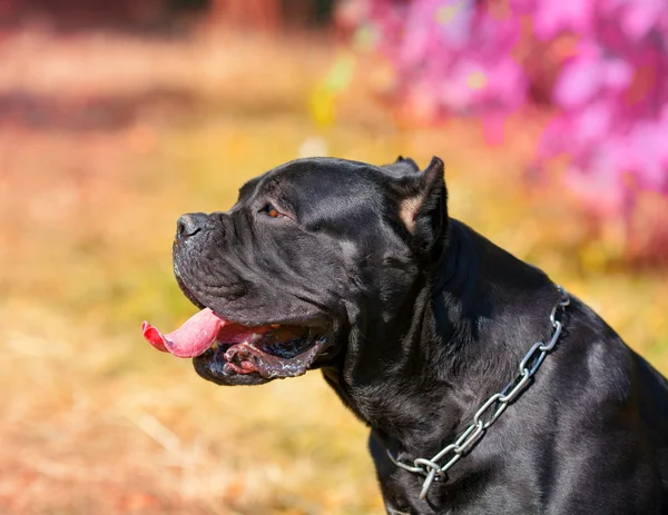 Big black dog — Stock Photo, Image