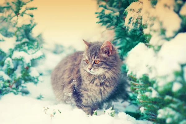 Γάτα πάνω από τα χιονισμένα έλατα — Φωτογραφία Αρχείου
