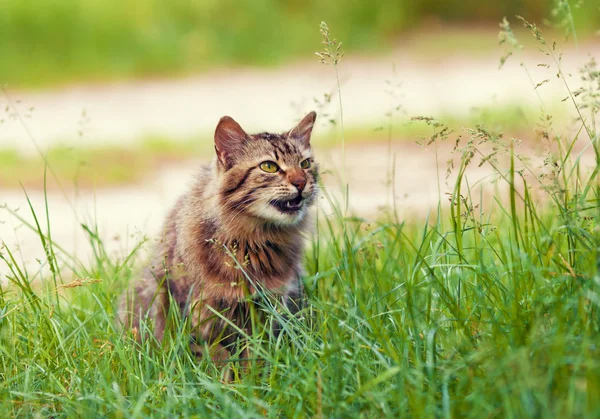 Kat in groene gras — Stockfoto