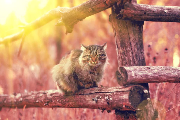 Кіт на дерев'яному паркані — стокове фото