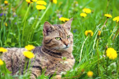 karahindiba çiçekler ile kedi