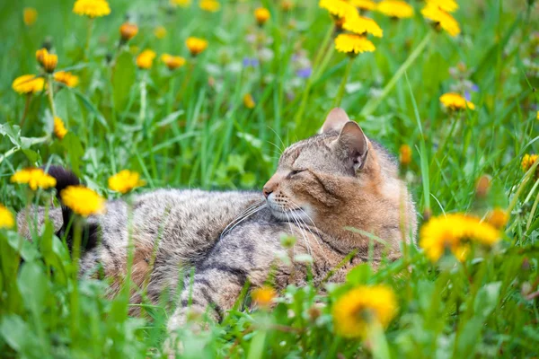 Gatto con fiori di tarassaco — Foto Stock