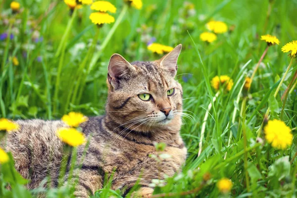 Кошка с одуванчиками — стоковое фото