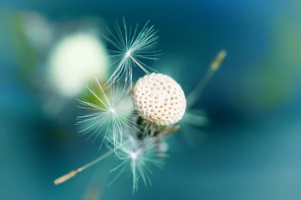 Летний цветок одуванчика — стоковое фото