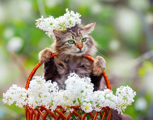 Lila ile hasır sepet içinde kedi — Stok fotoğraf