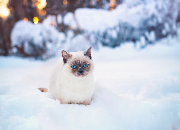 Siamese cat in snow — Stock Photo, Image