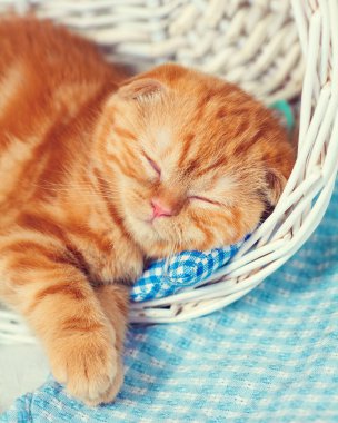 Sepet içinde uyuyan kedi yavrusu