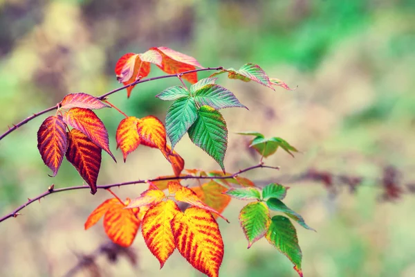 Höstens färgglada bramble — Stockfoto