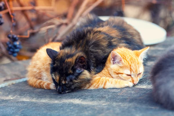 Котята спят — стоковое фото