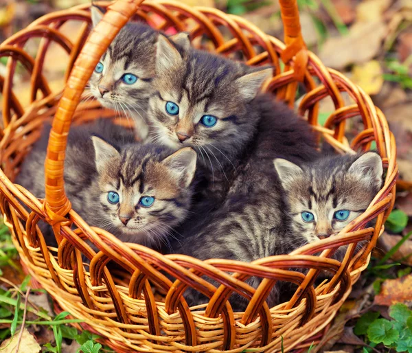 Kittens sitting in basket — Stock Photo, Image