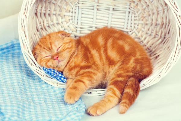 Котёнок спит в корзине — стоковое фото