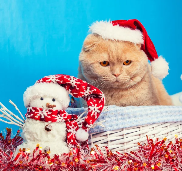 Kerst vakantie kat — Stockfoto