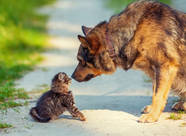 Dog and kitten on pathway — Stock Photo, Image
