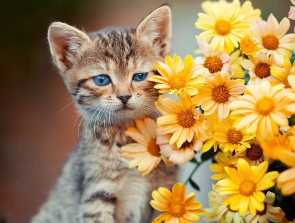 Katt med krysantemum blommor — Stockfoto