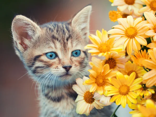 Kasımpatı çiçekleri ile kedi — Stok fotoğraf