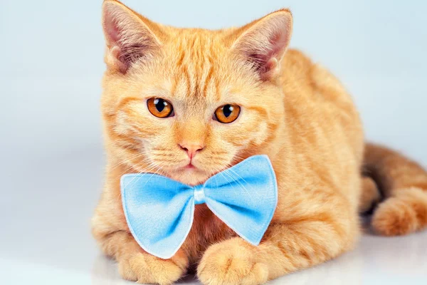 Gato con pajarita —  Fotos de Stock