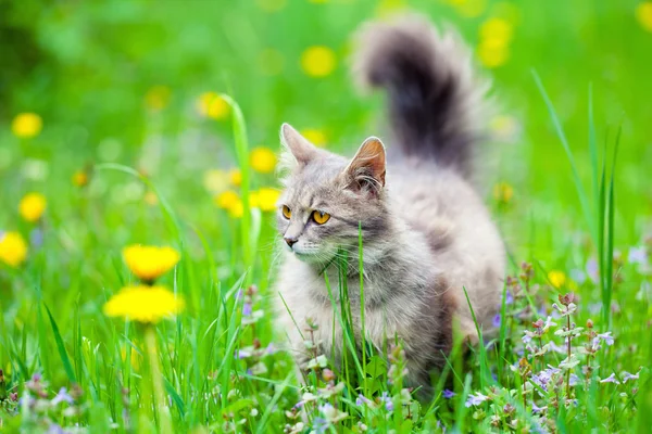 Cat walking on dandelion meadow — Stock Photo, Image