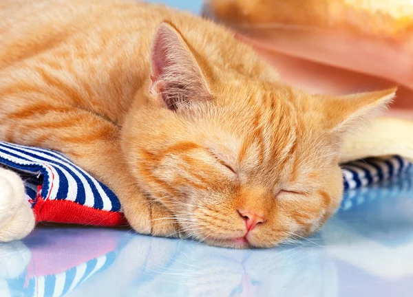 Dormindo gatinho vermelho — Fotografia de Stock