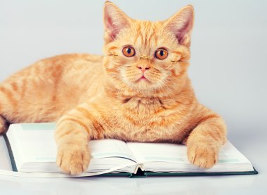 Kitap okuma gözlüklü kedi