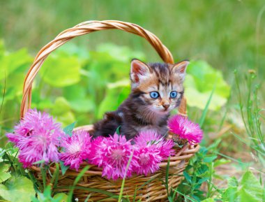 çiçekli sepet de kedi