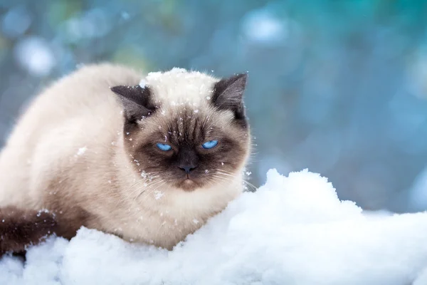 Kedi ile snow titredin. — Stok fotoğraf