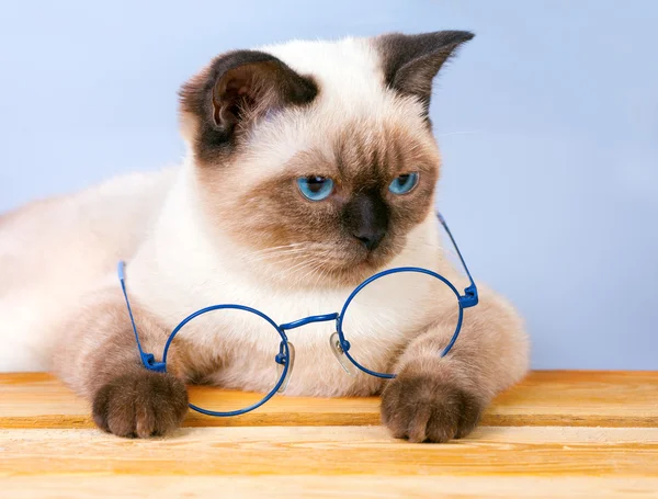 Siamkatze mit Brille — Stockfoto